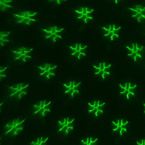 IF of Drosophila retina stained with DSHB antibody 21A6 against EYS (green). Image credit: Andrew Zelhof, PMID: 39540276, Fig. 6A